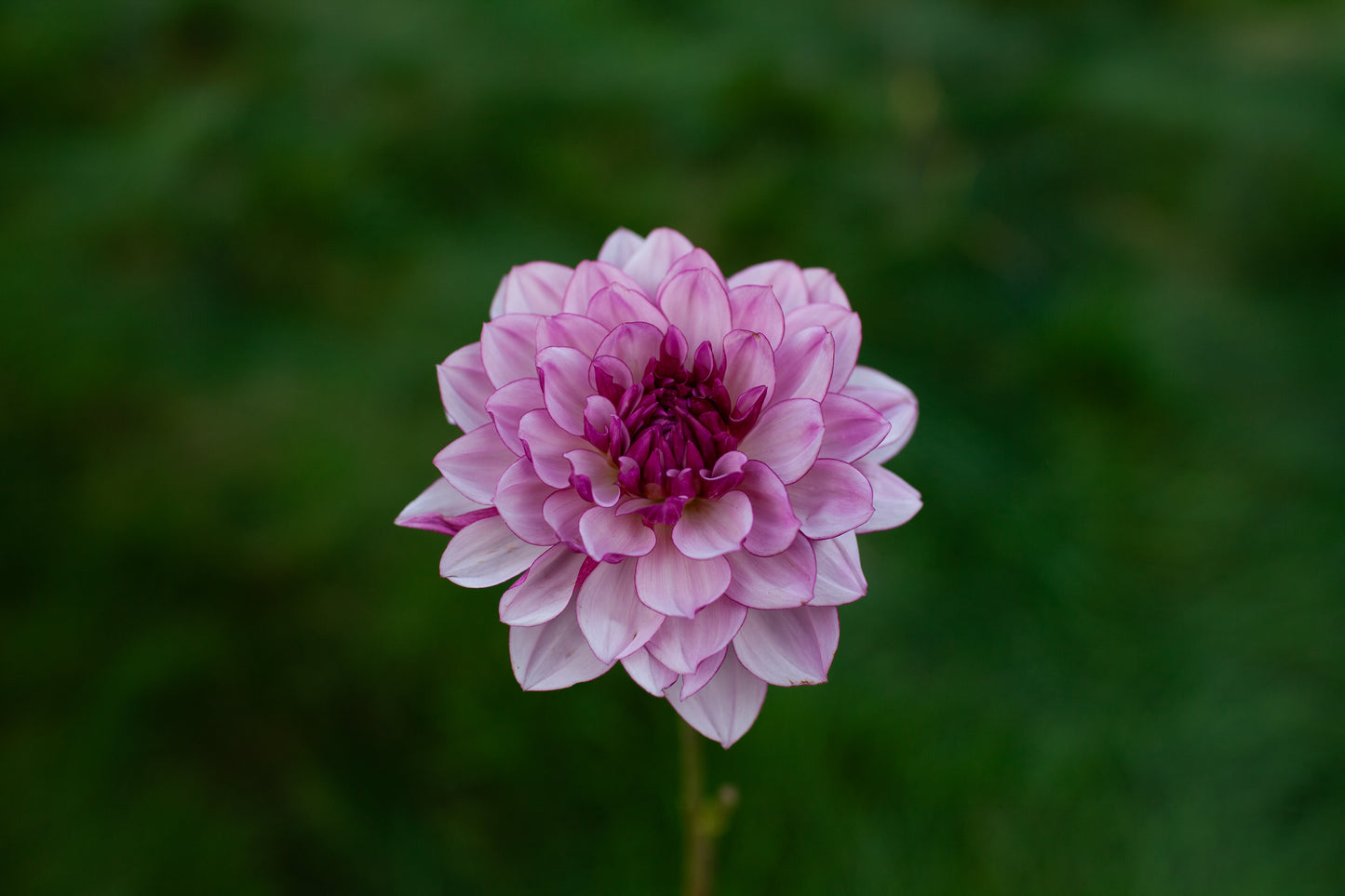 Creme de Cassis