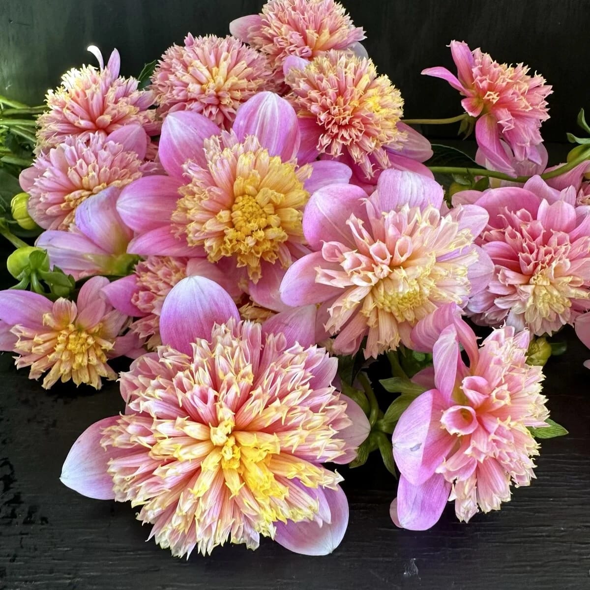 Sandia Pouffe Rooted Cutting