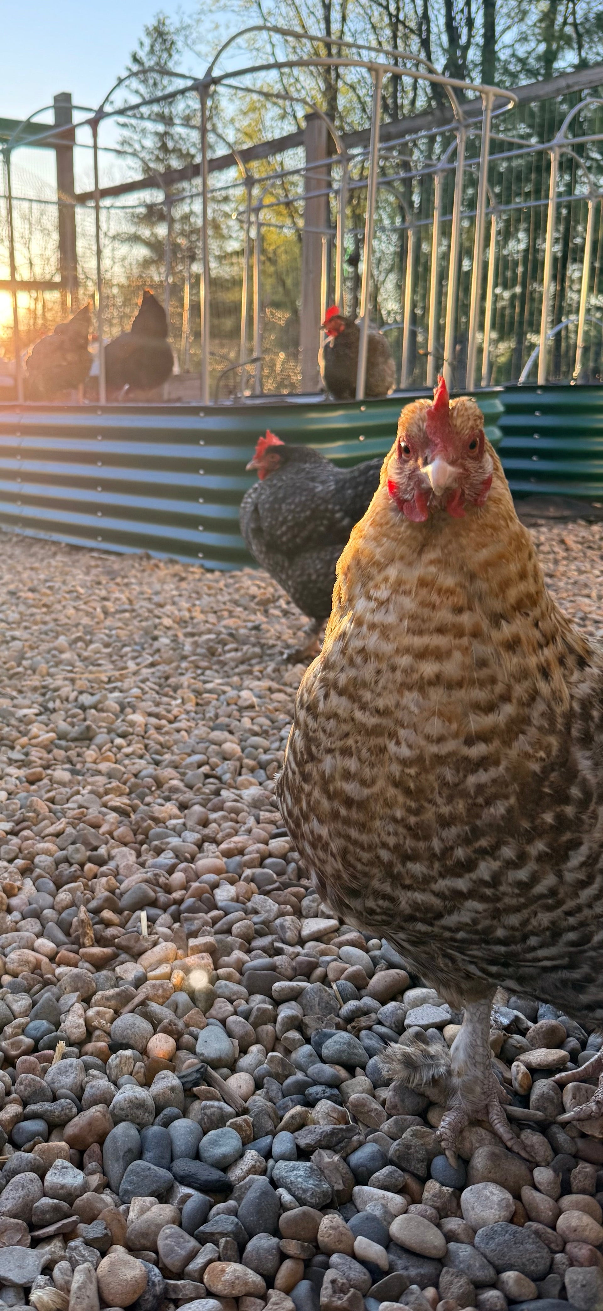 From the Hen House