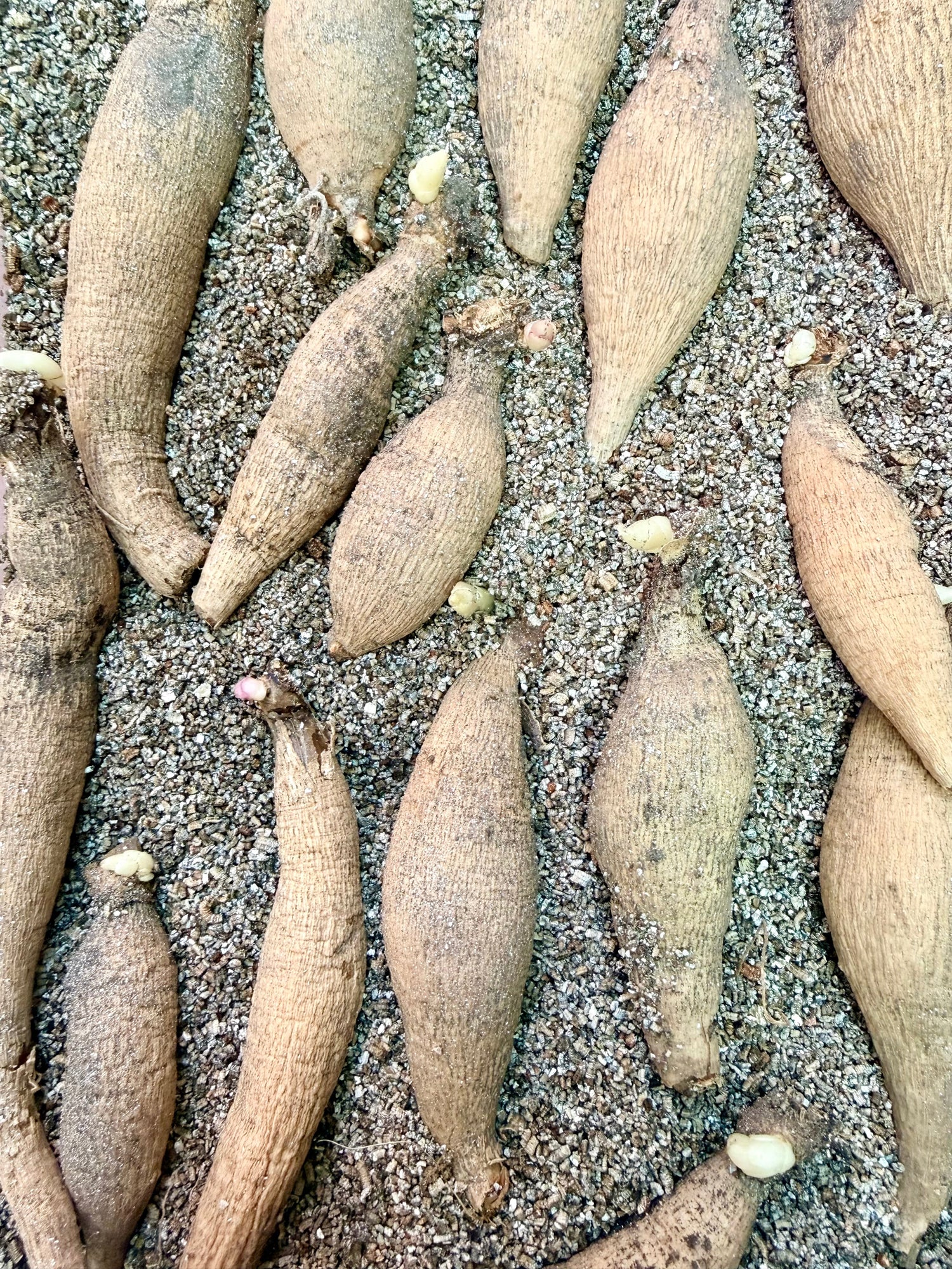 Dahlia Tubers