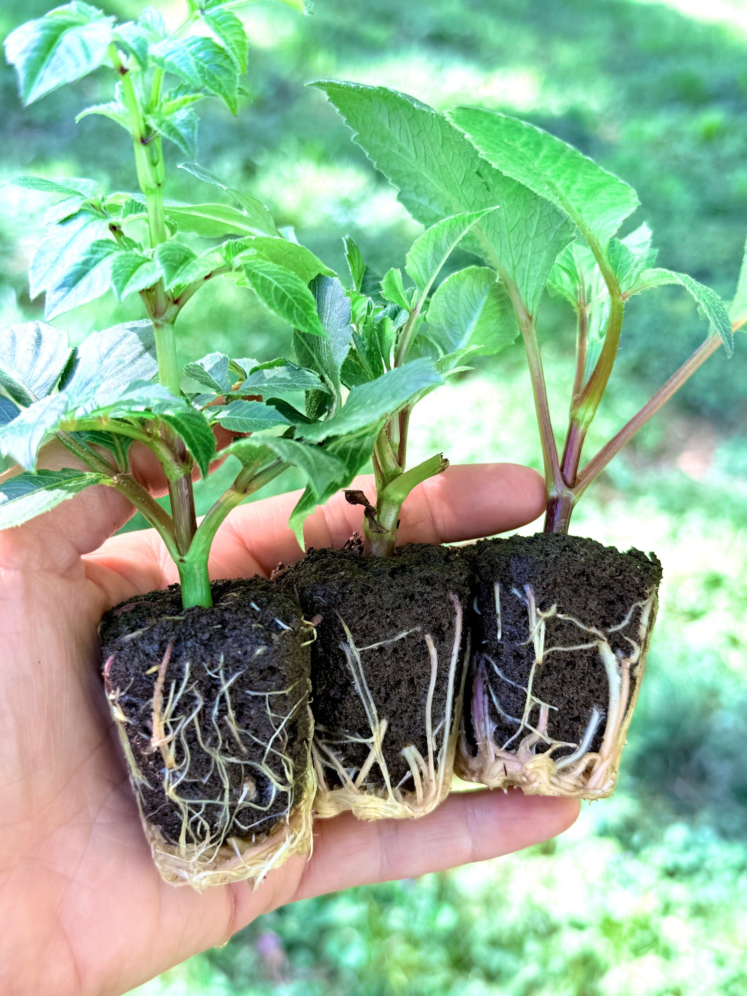 Dahlia Cuttings