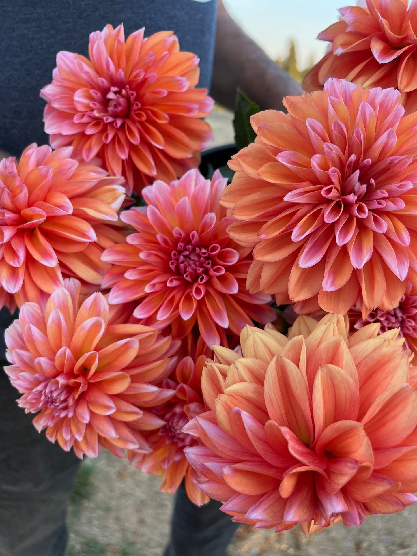 Robann Creamsicle Rooted Cutting