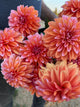 Robann Creamsicle Rooted Cutting