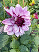 Creme de Cassis
