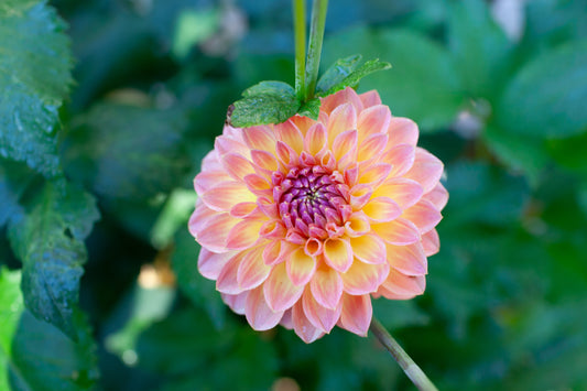 Orange Breeze