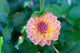 Orange Breeze
