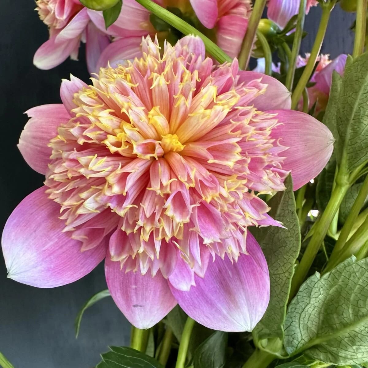Sandia Pouffe Rooted Cutting