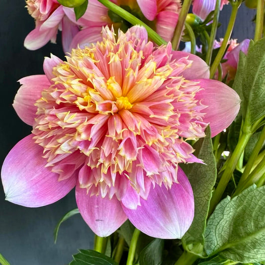 Sandia Pouffe Rooted Cutting