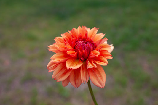 Robann Creamsicle Rooted Cutting